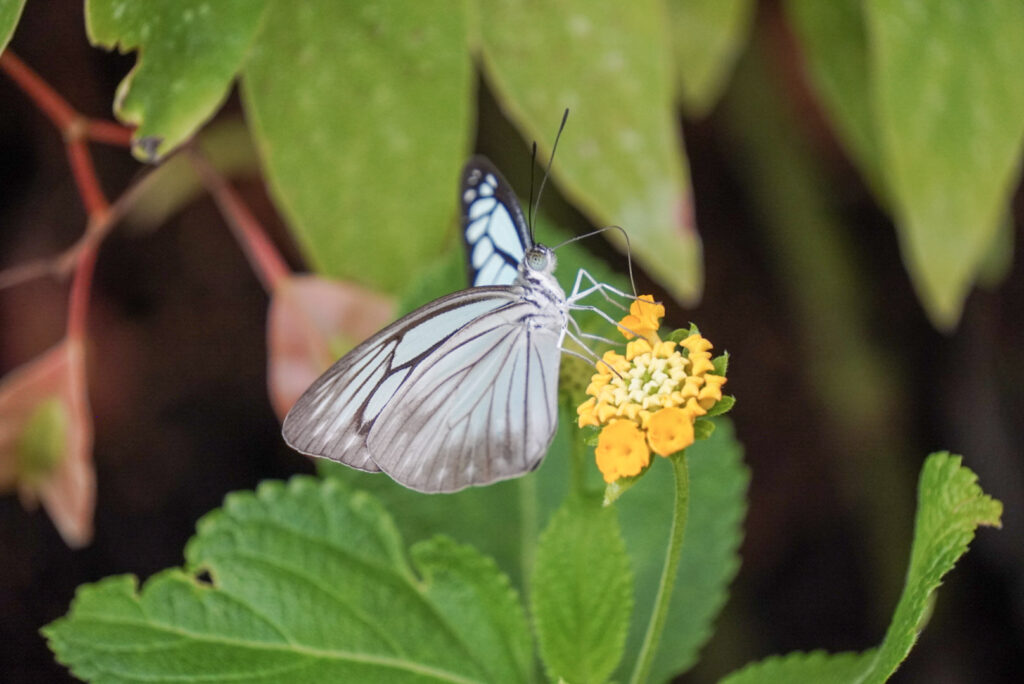 Eifalia Schmetterlingsgarten