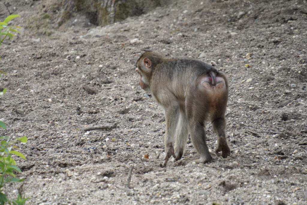 Burgers' Zoo Burgers' Zoo