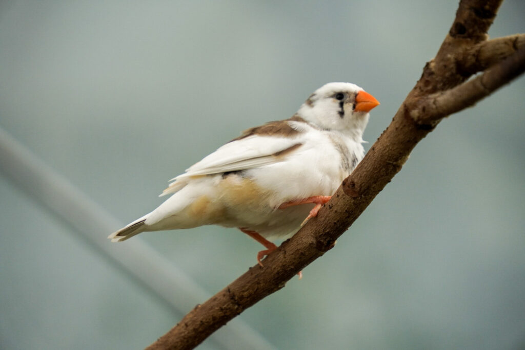 Eifalia Schmetterlingsgarten