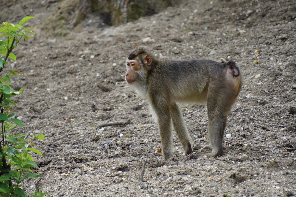 Burgers' Zoo Burgers' Zoo