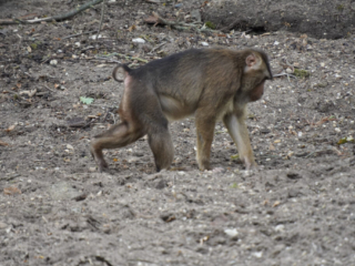 Burgers' Zoo