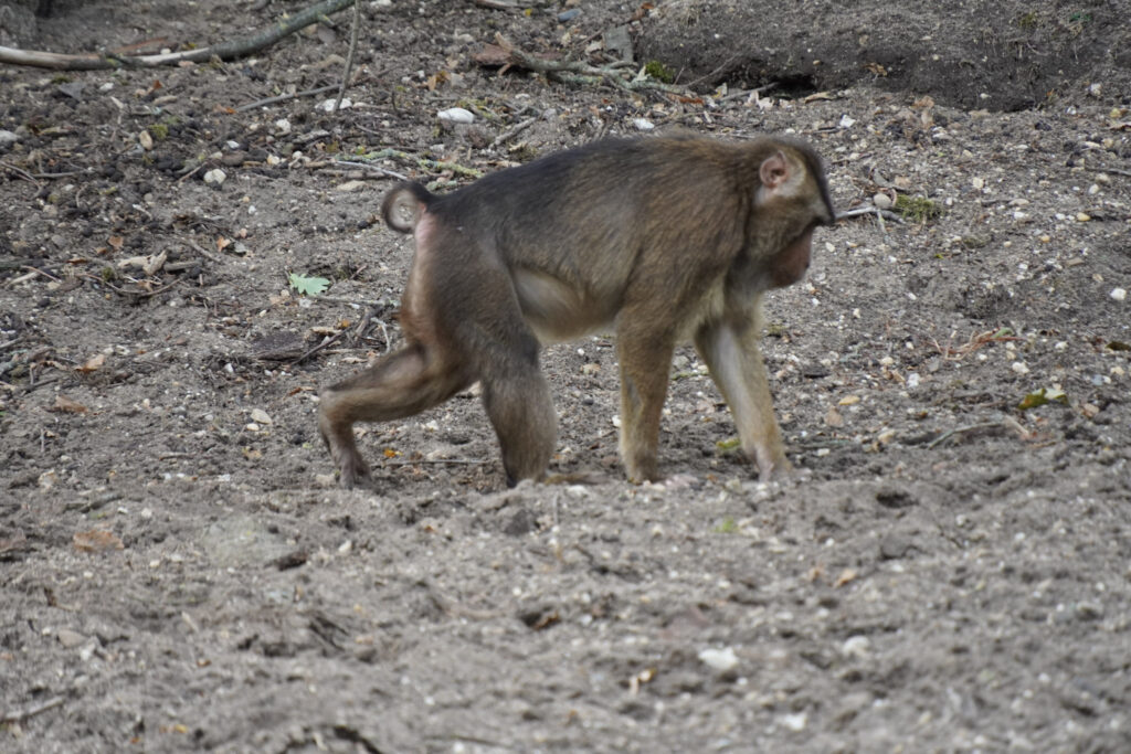 Burgers' Zoo Burgers' Zoo