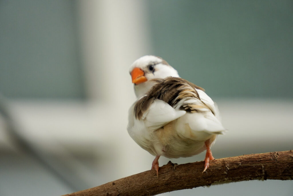 Eifalia Schmetterlingsgarten