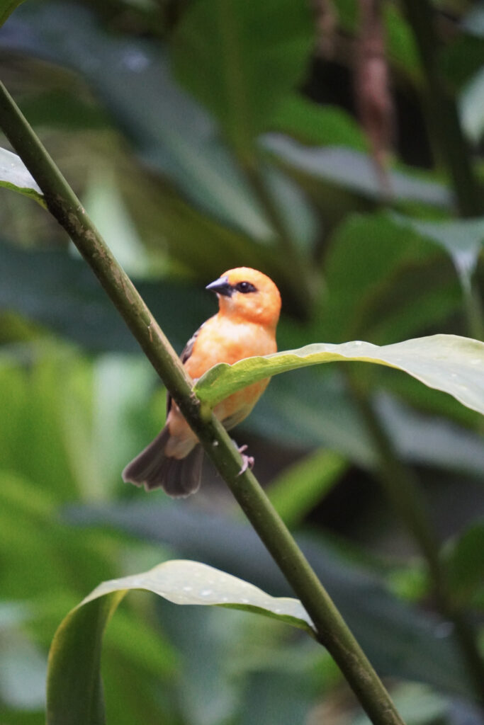 Burgers' Zoo Burgers' Zoo