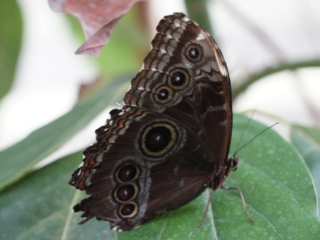 Eifalia Schmetterlingsgarten
