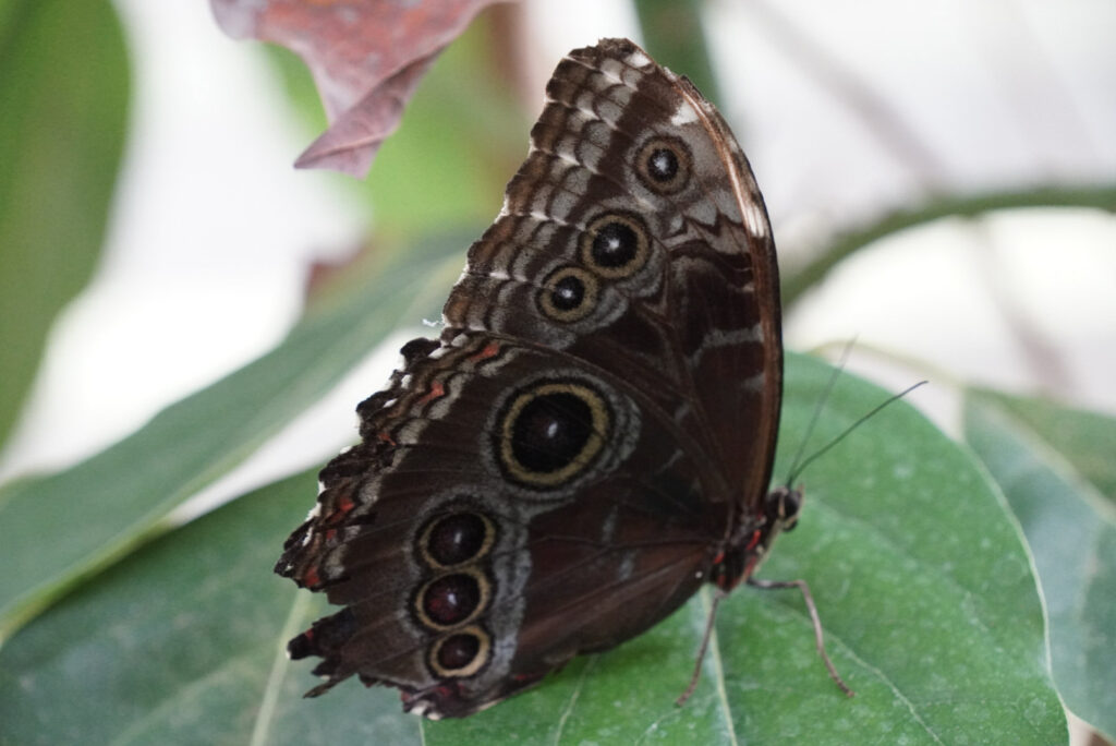 Eifalia Schmetterlingsgarten