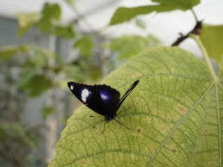 Eifalia Schmetterlingsgarten