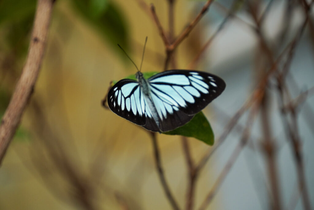 Eifalia Schmetterlingsgarten