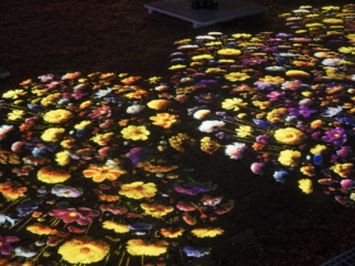 Garden of Lights Garden of Lights