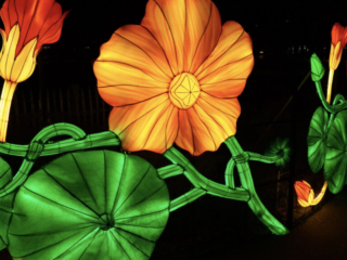 China Lights im K&ouml;lner Zoo