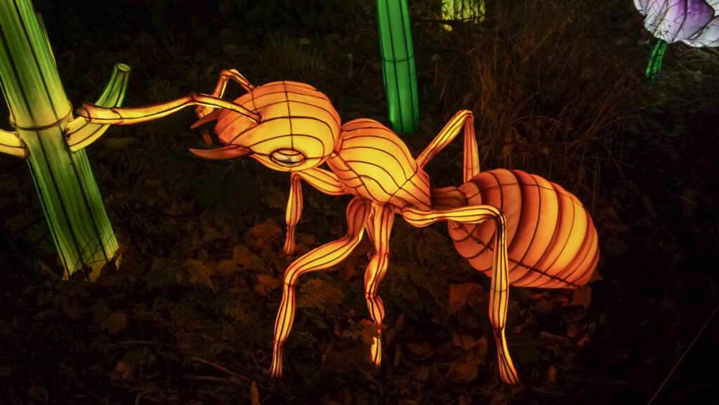 China Lights im K&ouml;lner Zoo