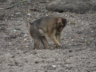 Burgers' Zoo