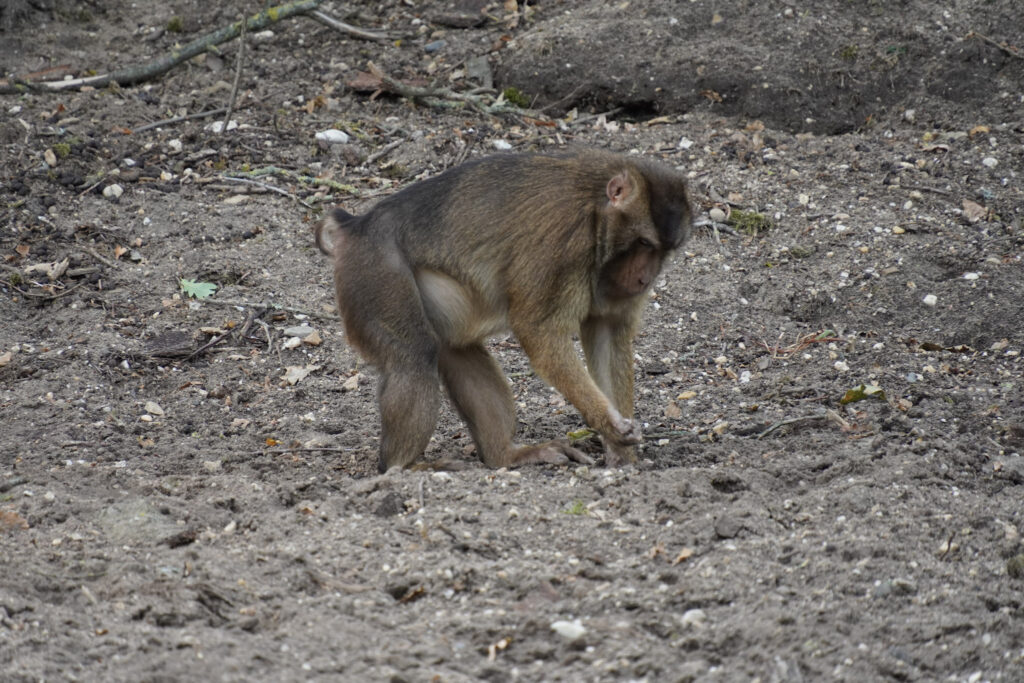Burgers' Zoo Burgers' Zoo