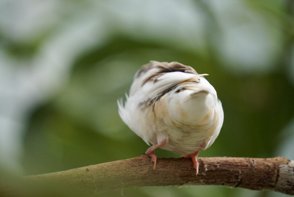 Eifalia Schmetterlingsgarten