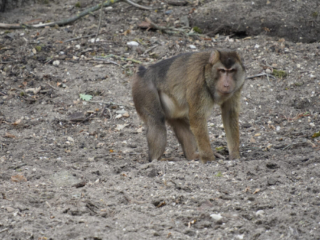 Burgers' Zoo