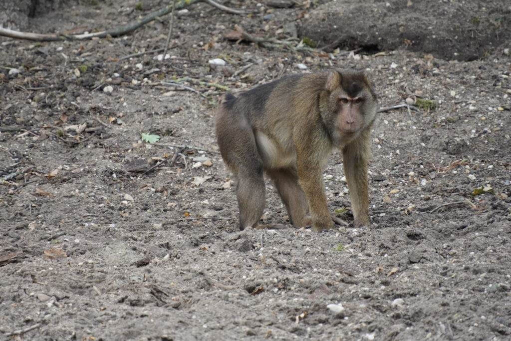 Burgers' Zoo Burgers' Zoo