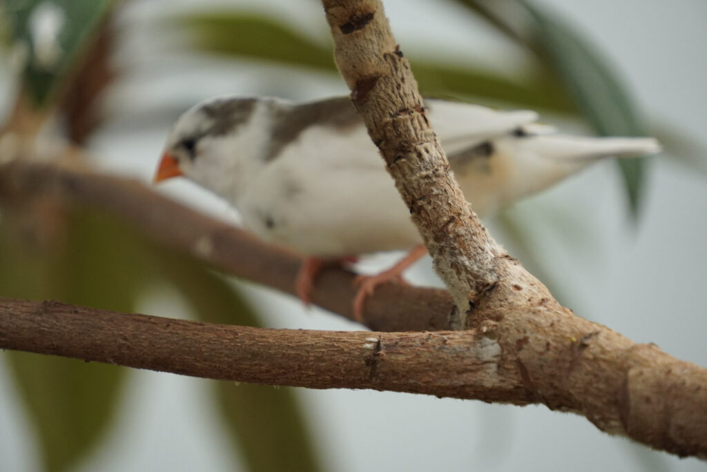 Eifalia Schmetterlingsgarten