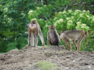Burgers' Zoo