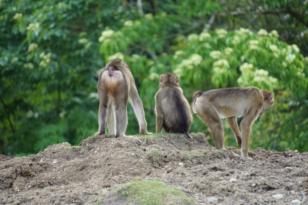 Burgers' Zoo Burgers' Zoo
