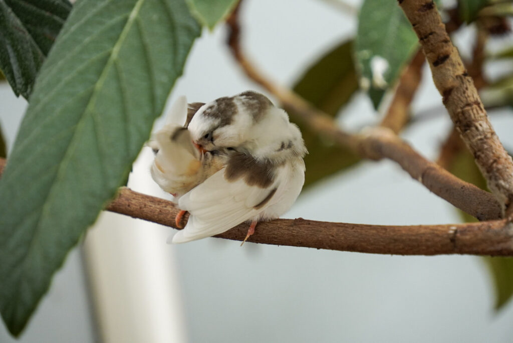 Eifalia Schmetterlingsgarten