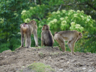Burgers' Zoo