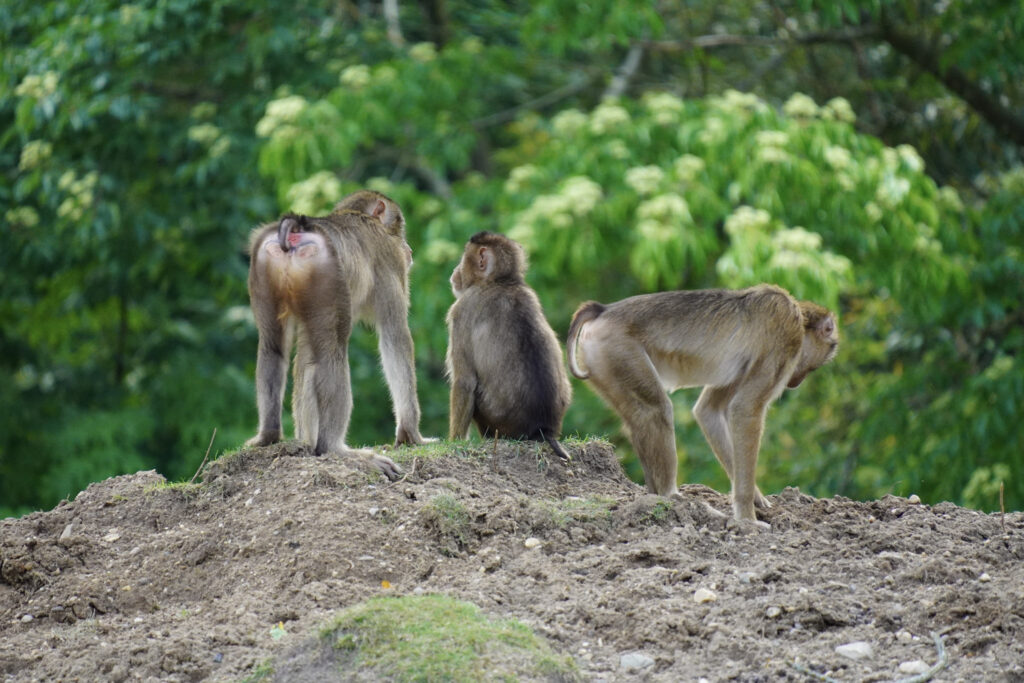 Burgers' Zoo Burgers' Zoo