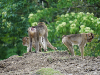 Burgers' Zoo