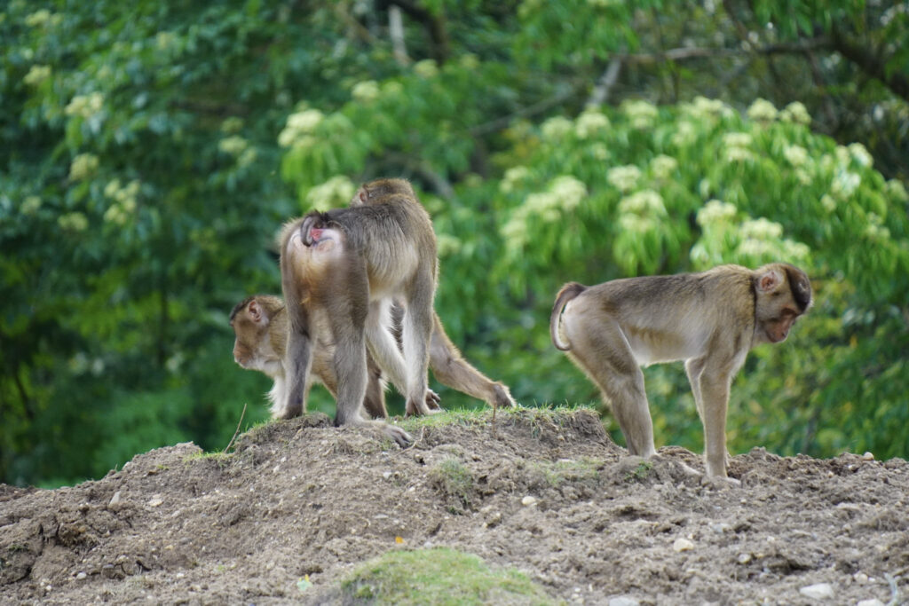 Burgers' Zoo Burgers' Zoo