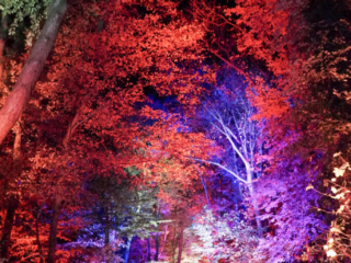 Herbstlichter Brückenkopfpark Jülich Herbstlichter Brückenkopfpark Jülich