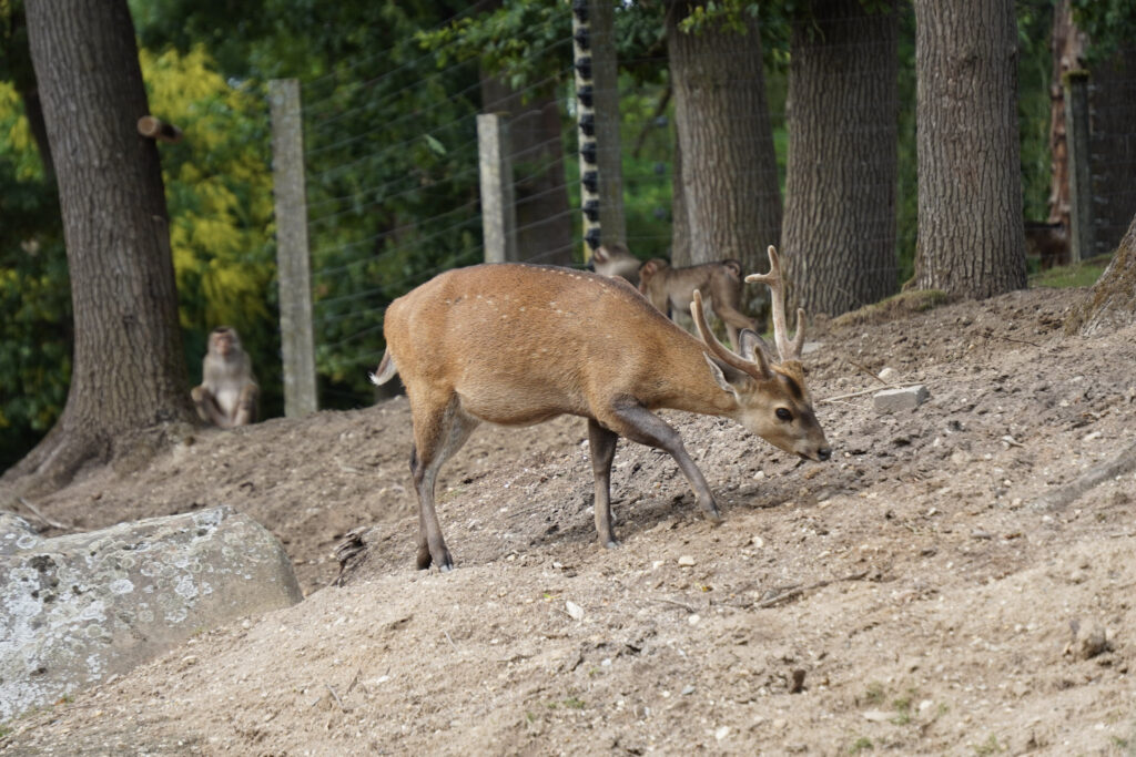 Burgers' Zoo Burgers' Zoo