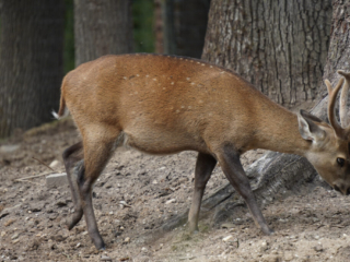 Burgers' Zoo