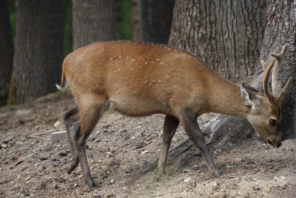 Burgers' Zoo Burgers' Zoo