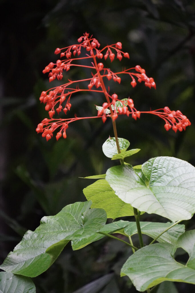 Burgers' Zoo Burgers' Zoo