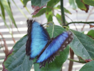 Eifalia Schmetterlingsgarten