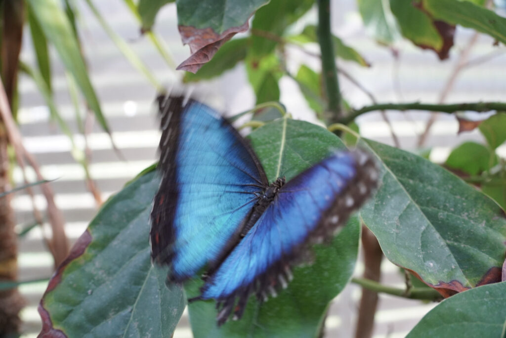 Eifalia Schmetterlingsgarten