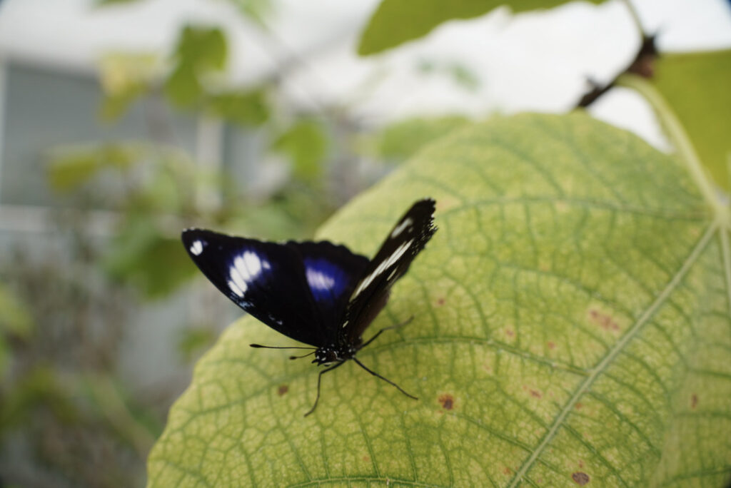 Eifalia Schmetterlingsgarten