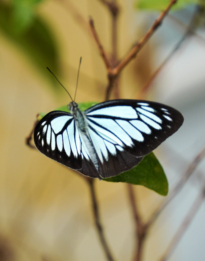 Eifalia Schmetterlingsgarten