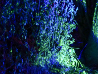 Herbstlichter Brückenkopfpark Jülich Herbstlichter Brückenkopfpark Jülich