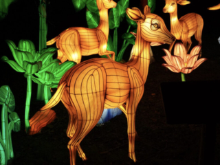 China Lights im K&ouml;lner Zoo