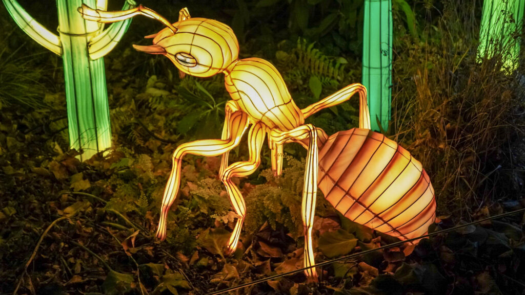 China Lights im K&ouml;lner Zoo