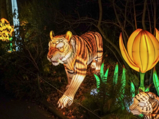 China Lights im K&ouml;lner Zoo