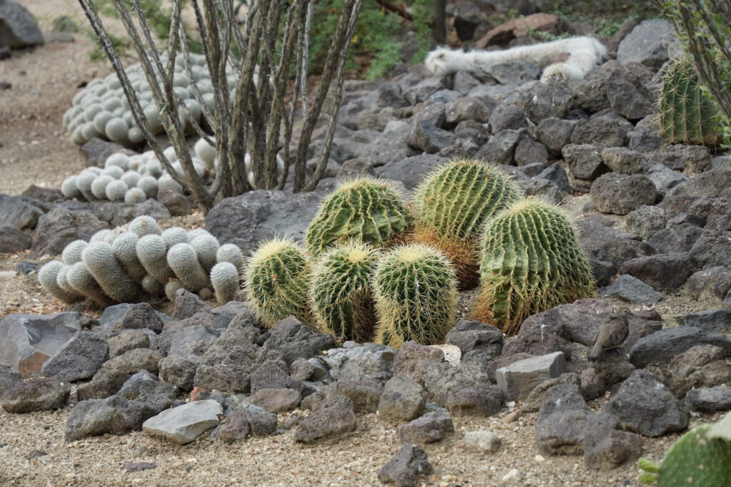 Burgers' Zoo Burgers' Zoo