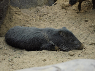 Burgers' Zoo