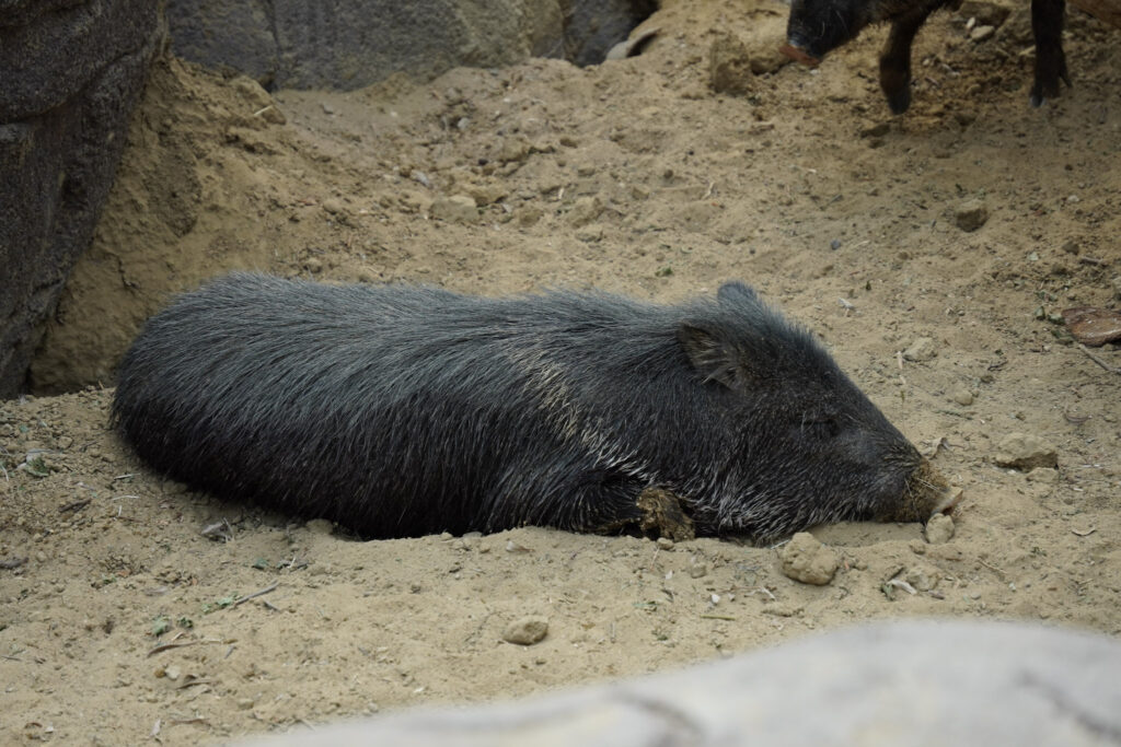 Burgers' Zoo Burgers' Zoo