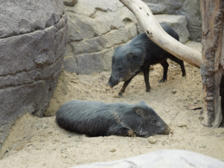 Burgers' Zoo