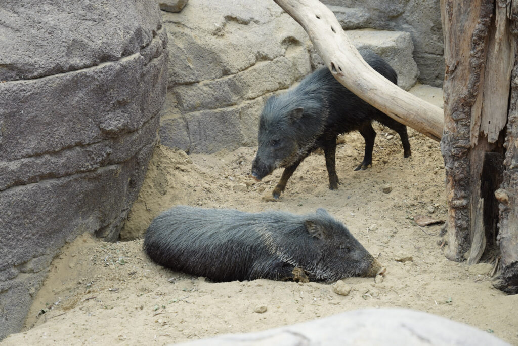 Burgers' Zoo Burgers' Zoo