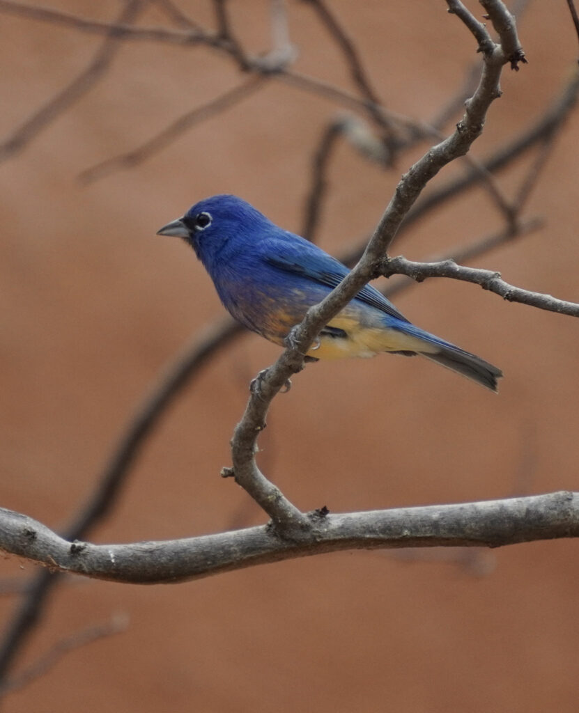 Burgers' Zoo Burgers' Zoo