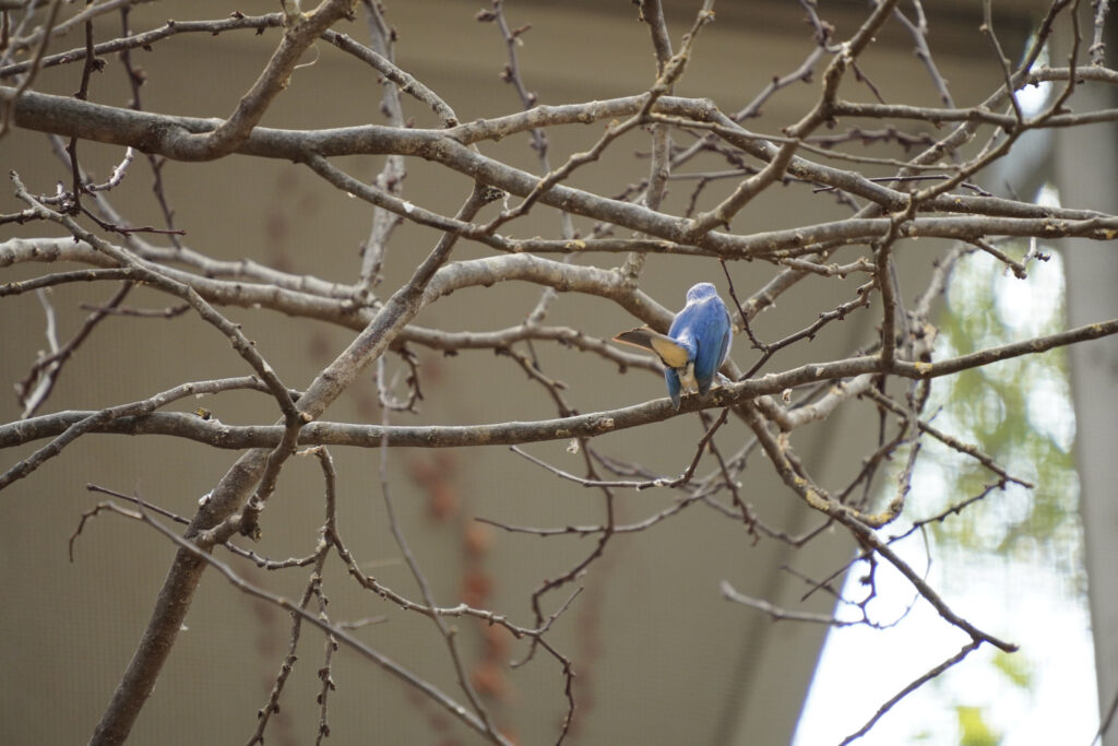 Burgers' Zoo Burgers' Zoo