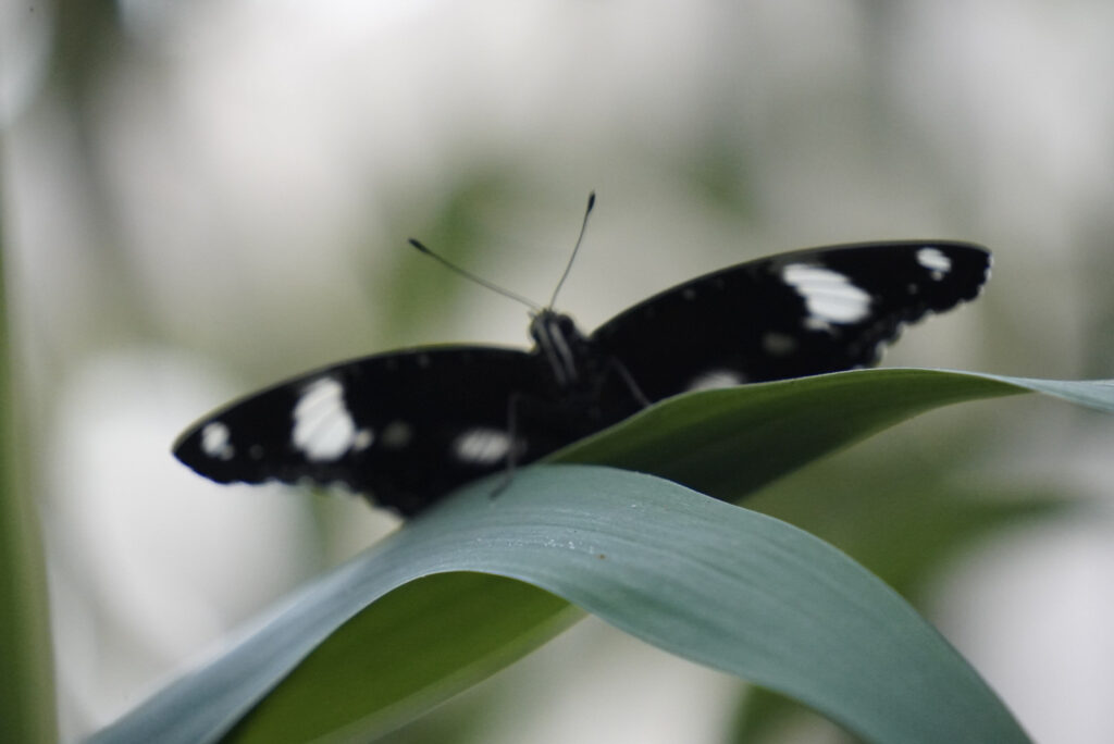 Eifalia Schmetterlingsgarten