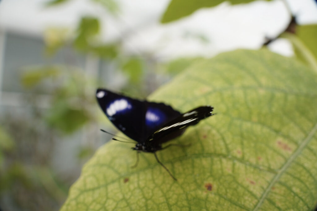 Eifalia Schmetterlingsgarten